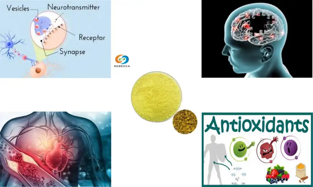 Baicalein Powder: A Natural Way to Improve Brain Function